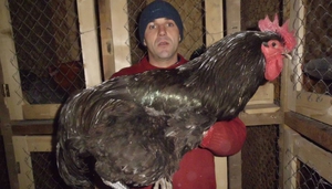 כללים לגידול תרנגולות