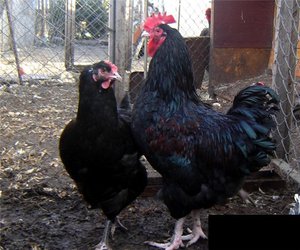 תרנגולות ג'רזי ענק