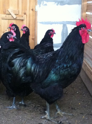 גזע עוף ג'רזי