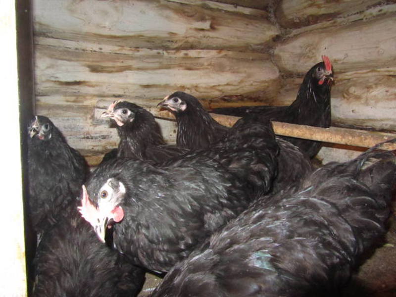 מה אוכל עוף ג'רזי ג'יאנט?