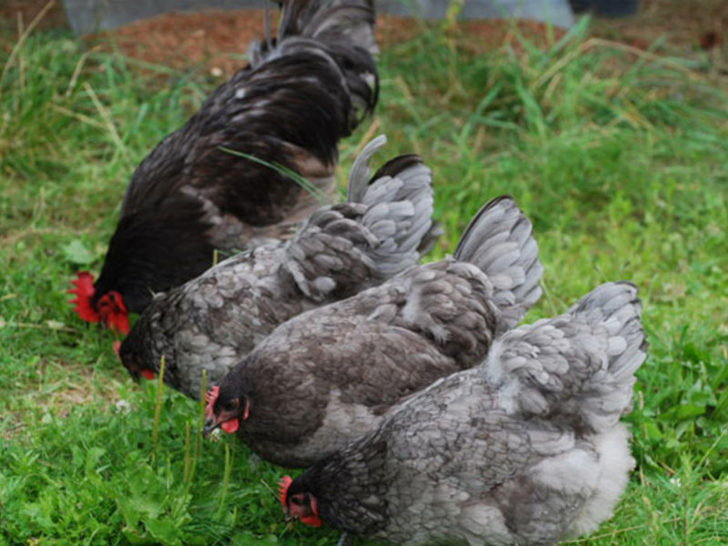מראה תרנגולות ג'רזי ג'יאנט