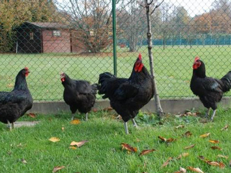 כללים לגידול תרנגולות