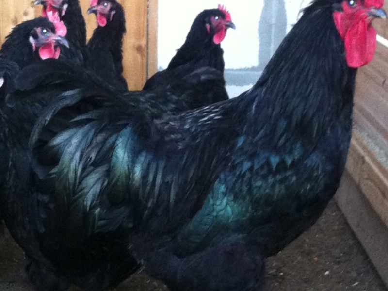 מאפייני גזע ג'רזי ג'יאנט