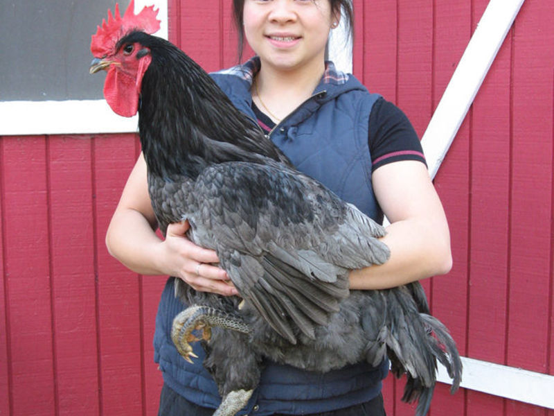 גידול תרנגולות ג'רזי ענק