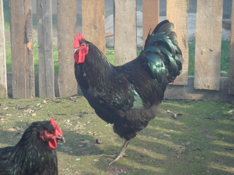 מה הגובה של תרנגולות ג'רזי ג'יאנט?