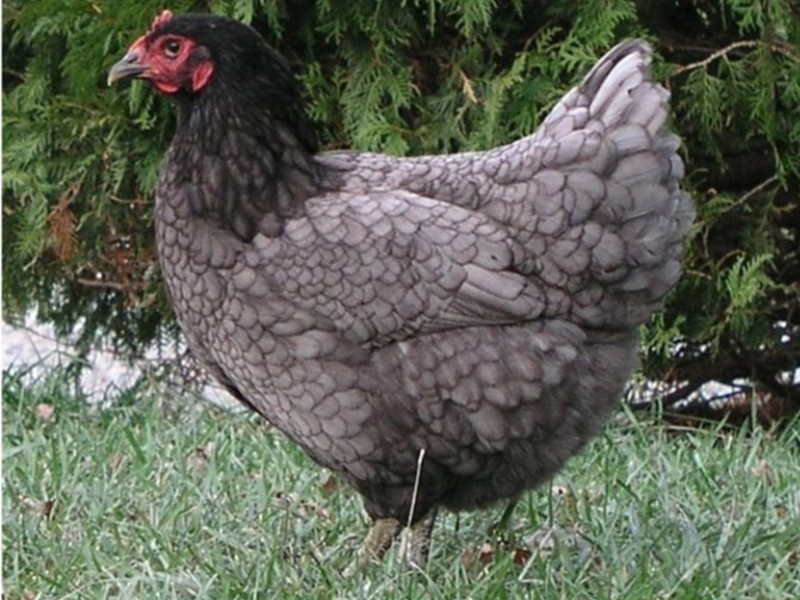 איך נראית עוף ג'רזי ג'יאנט?