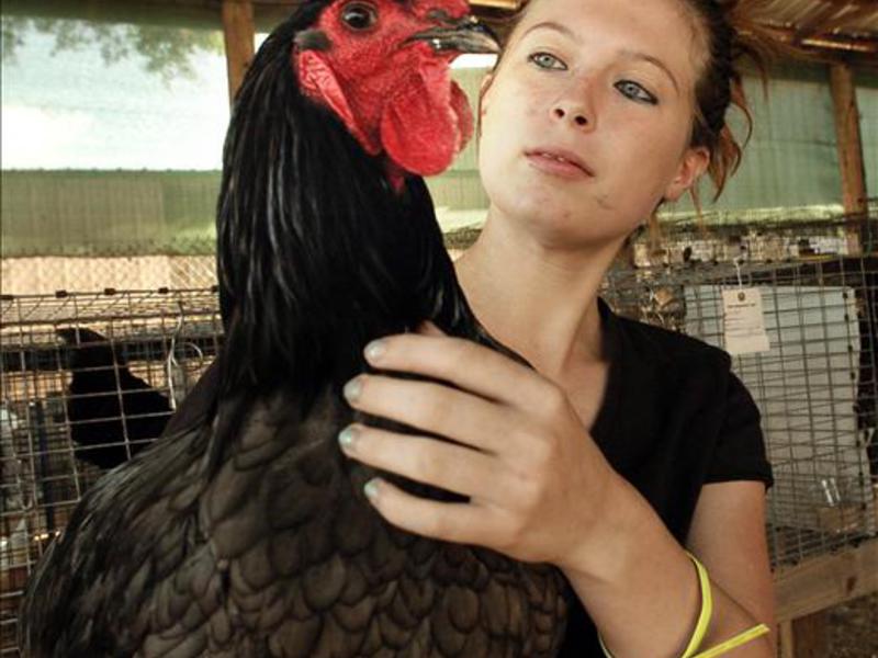 התרנגולות הגדולות ביותר