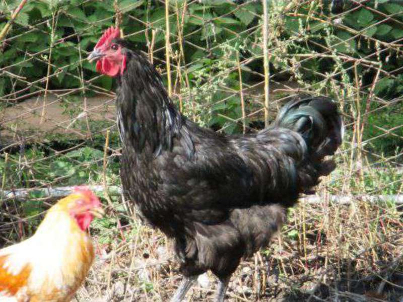 טיפים להאכלה לתרנגולות ג'רזי ענק