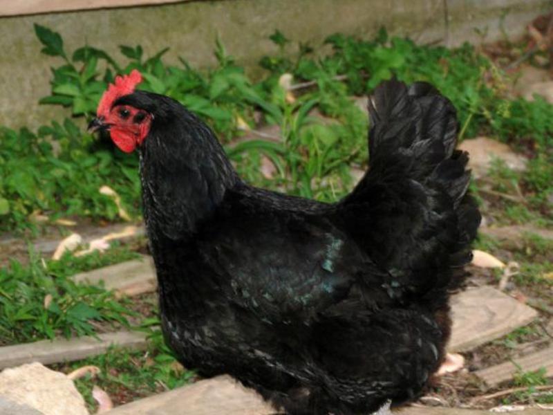 תרנגולות גדולות