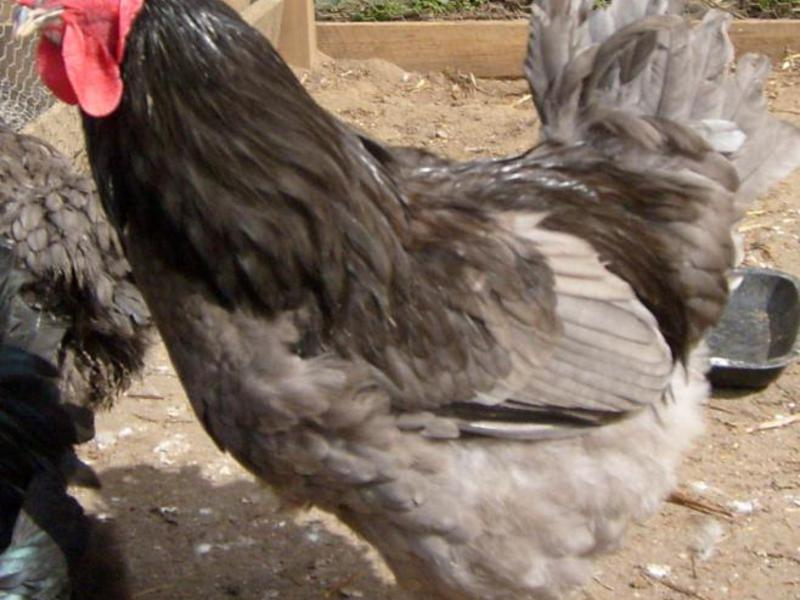 תנאים לגידול תרנגולות