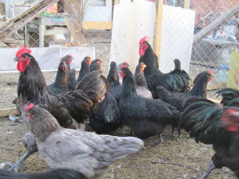 איך לגדל תרנגולות מיוחדות