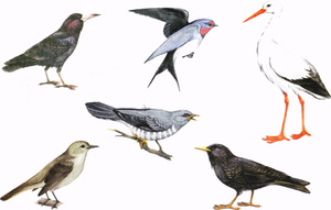 תיאור כל הציפורים הנודדות