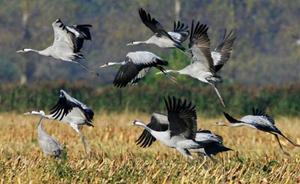 איך ציפורים עפות