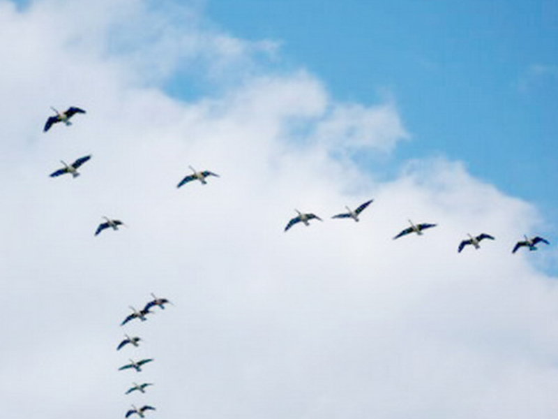 ציפורי גלולה של אוקראינה