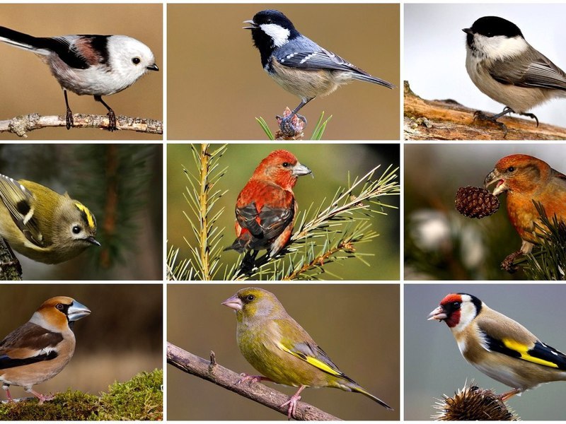 אילו ציפורים עפות מאוקראינה?