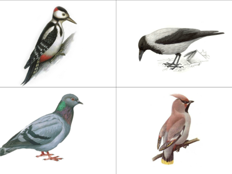 שמות של ציפורים נודדות