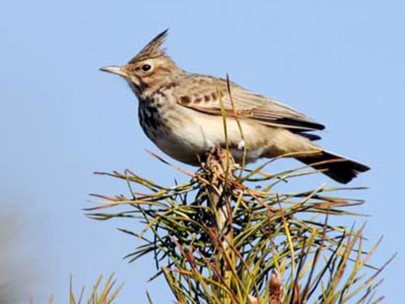 תיאור של ציפורים נודדות