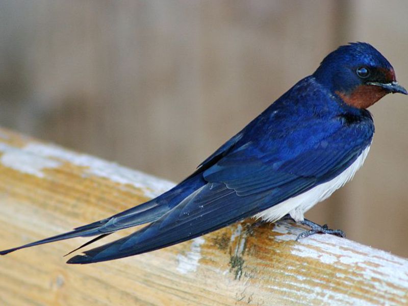 ציפורים החיות באוקראינה