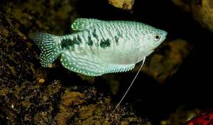 הגוראמי המנוקד הוא זן יוצא דופן.