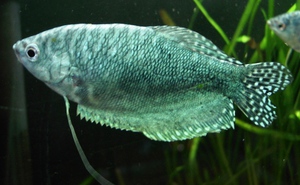 הגוראמי משיש נראה יפה מאוד.