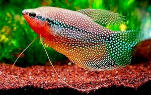 גוראמי פנינים - מראה