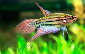 גוראמי נוהם - צבעים בהירים ושם מצחיק