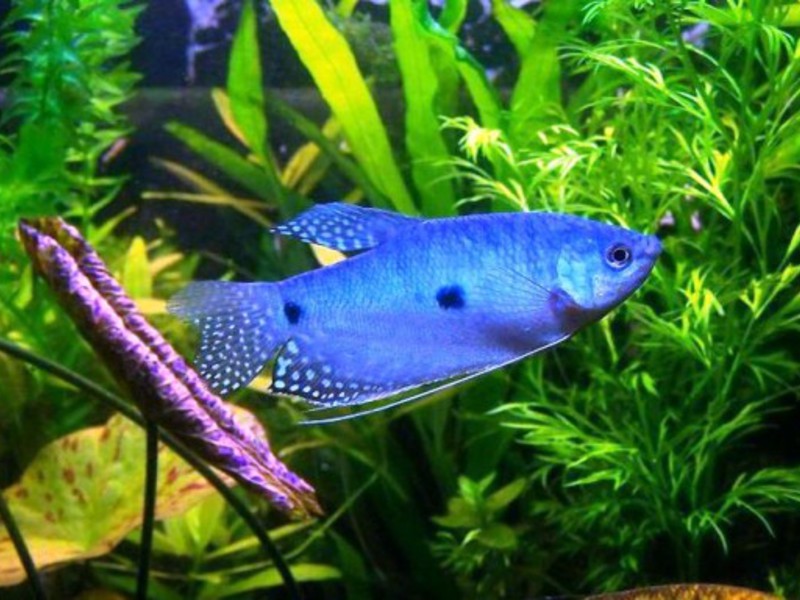 גורמה כחולה - נקודה בהירה של כחול באקווריום