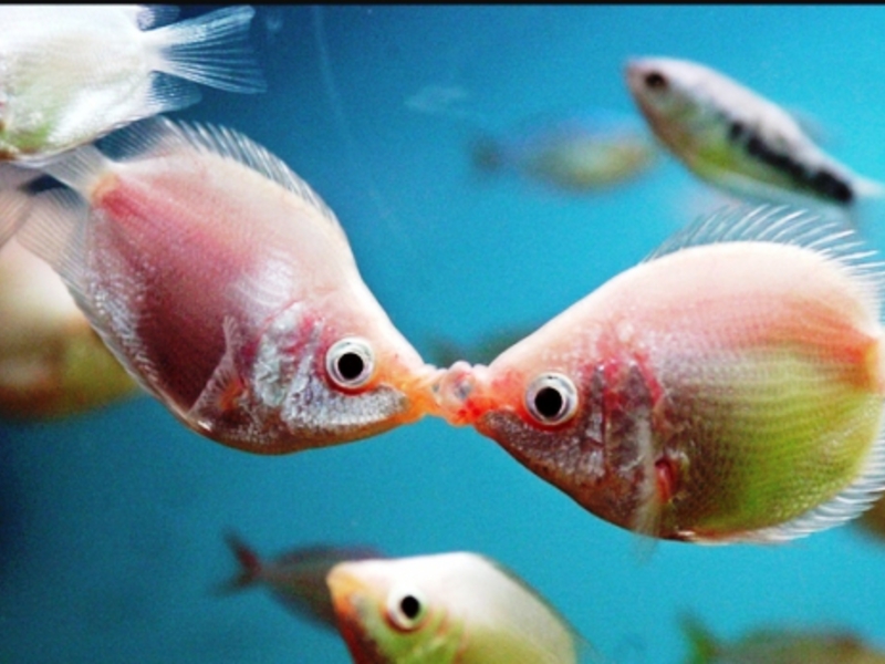 גוראמי נשיקות - זוג דגים באקווריום