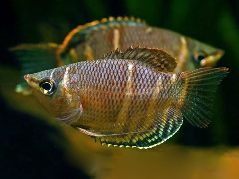 גורמה שוקולד - גוון יפהפה