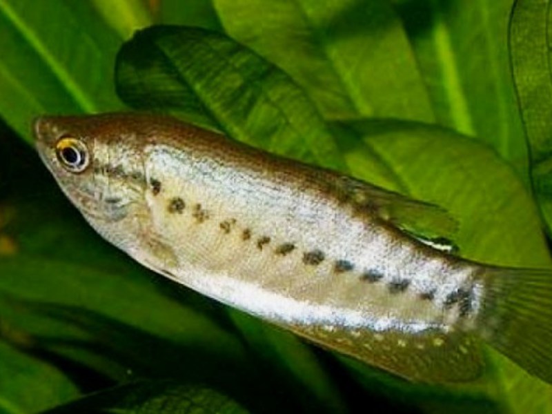 לגוראמי נחשים גוף מוארך.