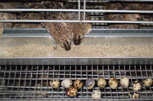 מה להאכיל שליו בבית כדי שיטילו ביצים היטב?