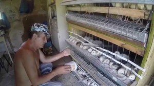 האכלת שליו בחווה - איך לגדל ציפורים