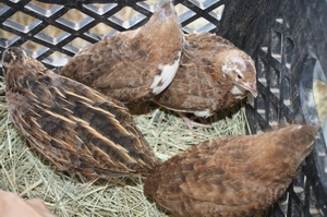 שמירה והאכלת שליו שמירה על שליו - האכלה נכונה