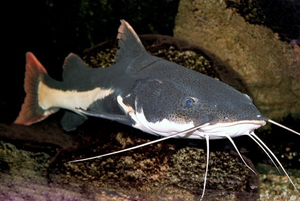 מהם שפמנונים באקווריום? תיאור כללי של שפמנון אקווריום