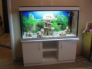 כיצד למקם ולהקים אקווריום שפמנון כללים להצבה וסידור אקווריום לדגי שפמנון