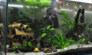 תיאור שיטות לקישוט אקווריום לדגי שפמנון