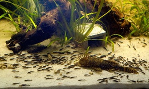 איך לגדל שפמנונים באקווריום תכונות של רבייה של שפמנון אקווריום