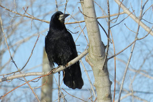 צריחים הם ציפורים נודדות