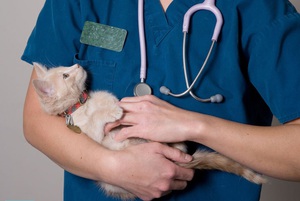 מתי אסור להשתמש בקטוזל לבעלי חיים? התוויות נגד לשימוש בקטוזל