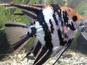 מחלות דגי אקווריום: סימנים, טיפול ותמונות