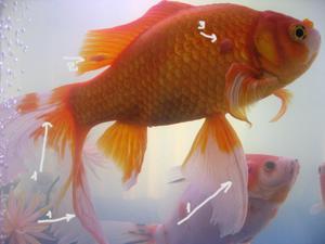 איך לרפא דגים