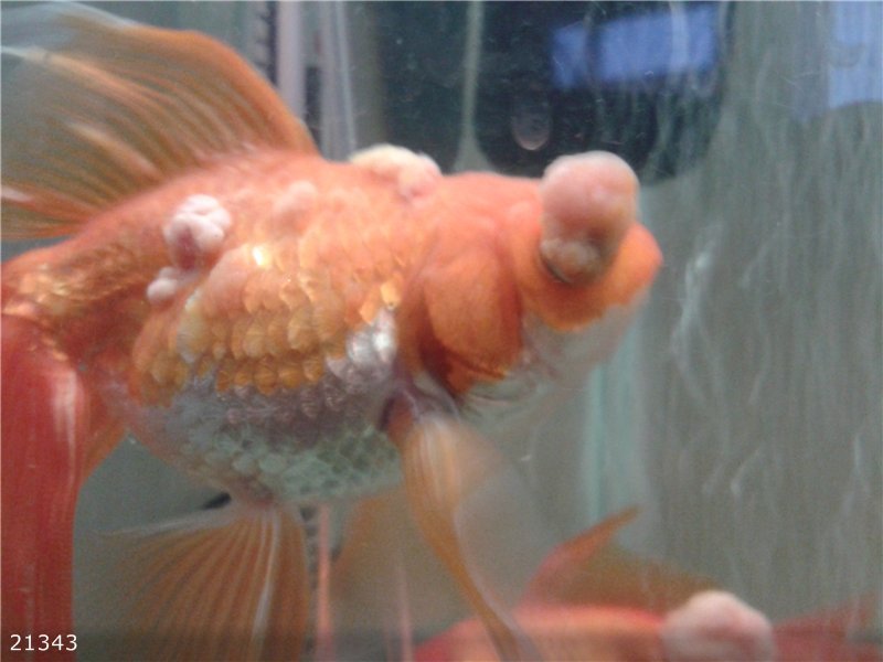 אילו מחלות דגים יכולים להידבק בהן?