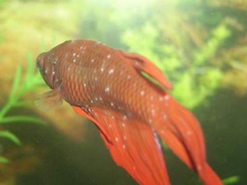 טיפול בדגי אקווריום