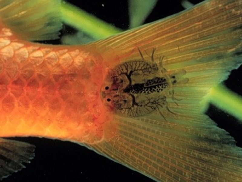 מחלות דגי אקווריום - תסמינים, מניעה וטיפול