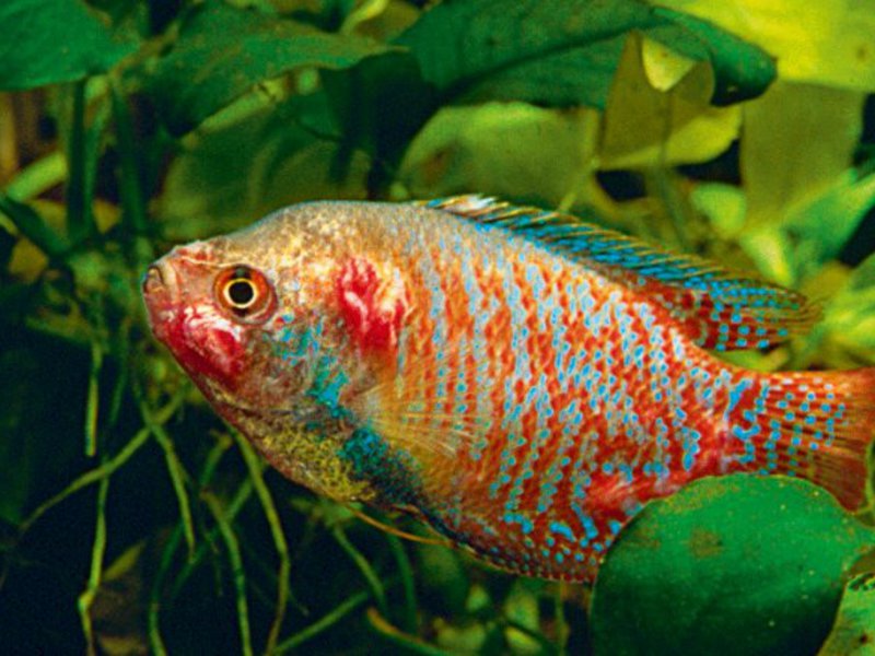 דגי אקווריום וטיפול בהם