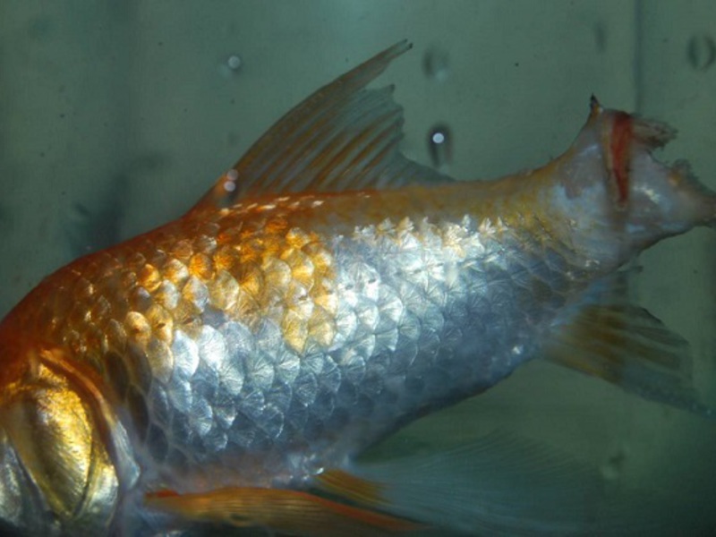 טיפול בפטרת דגים