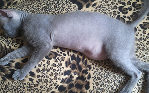 מדוע עלולים להופיע גושים על בטן החתול לאחר עיקור? גורמים לגושים על בטן החתול לאחר עיקור