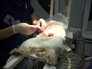 אילו שיטות משמשות לעיקור חתולים? תיאור שיטות לעיקור חתולים