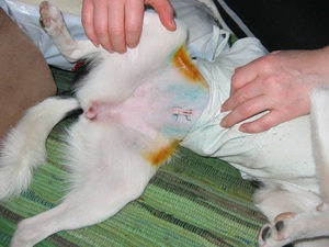 תיאור סיבוכים אפשריים אצל חתולים לאחר עיקור