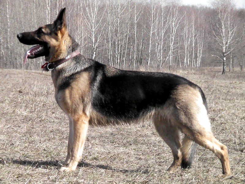 תיאור של רועה מזרח אירופאי